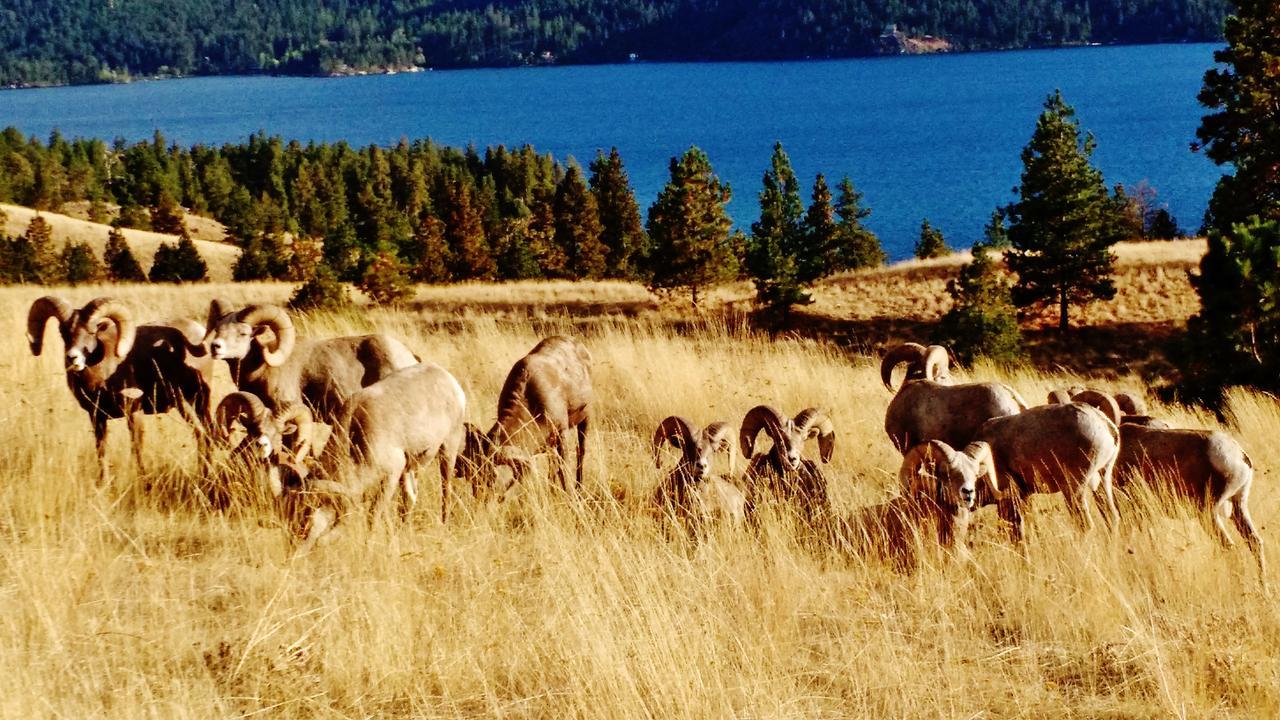 East Glacier Motel & Cabins East Glacier Park Village Bagian luar foto